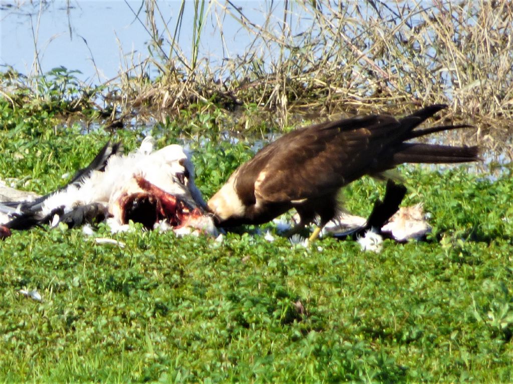 Falco di palude (Circus aeroginosus)